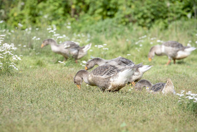 View of birds on field