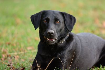 Close-up portrait of black dog