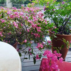 Pink flowers blooming on potted plant