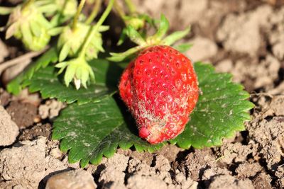 Close-up of strawberry on field