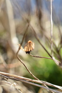 Close-up of caterpillar on plant