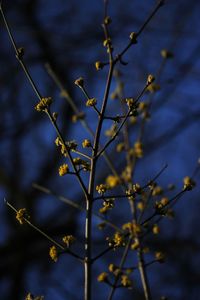 Low angle view of flowering plant against sky