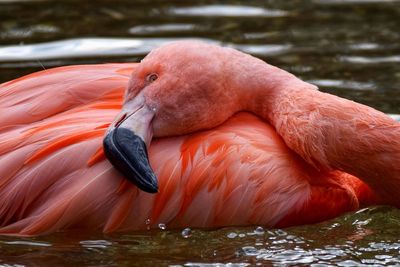 Close-up of duck