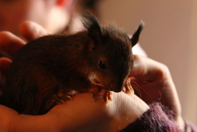 Close-up of hand holding rabbit