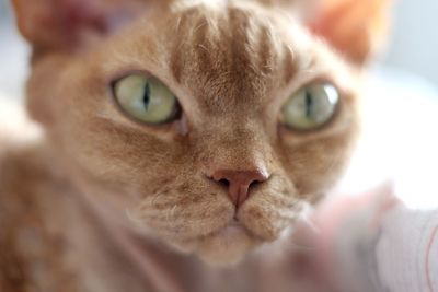 Close-up portrait of cat