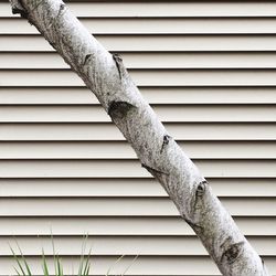 Close-up of tree in city