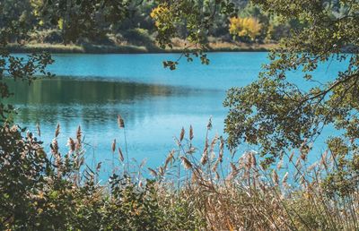 Scenic view of lake against trees