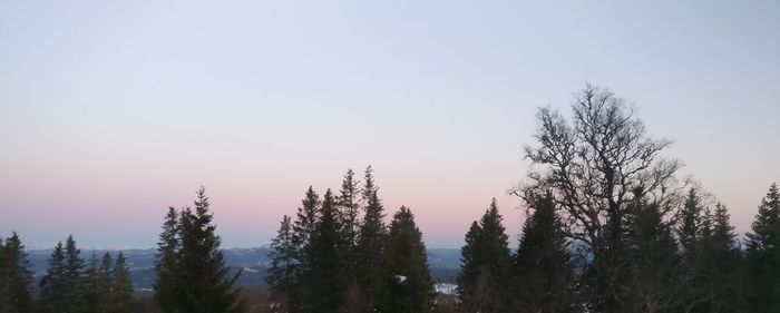 Trees in forest against clear sky