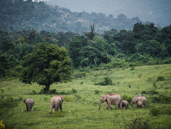 Horses on grassy field