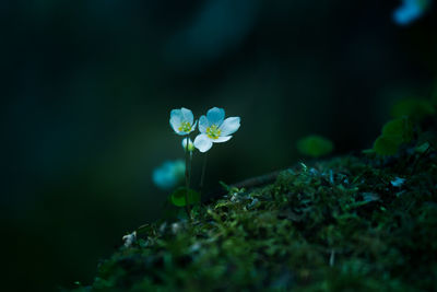 Beautiful wood sorrel flowers blooming on a forest ground. white oxalis flowers in spring. 