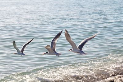 Swans swimming in lake