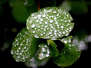 Close-up of raindrops on leaf