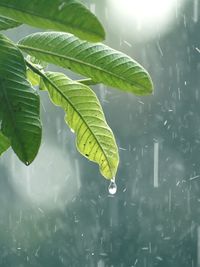 Close-up of raindrops on leaves