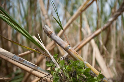 Close-up of plant against blurred background