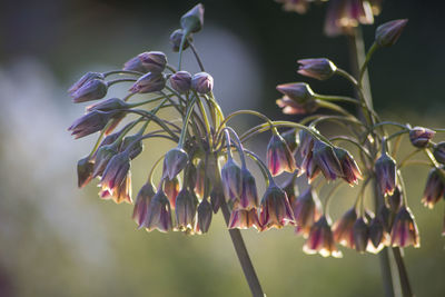 Allium flowers 