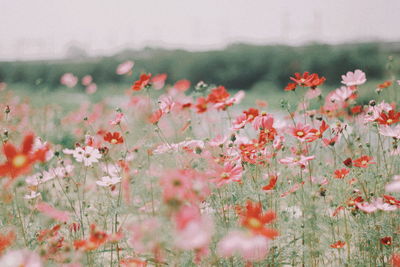 Close-up of flowering plants on field