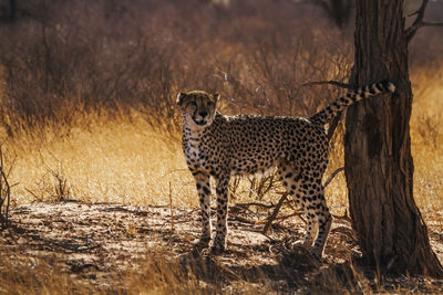 Cheetah walking in forest