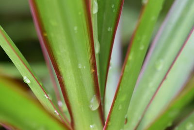 Full frame shot of plant