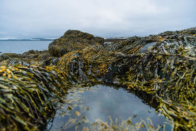 Close-up of water on rock in sea against sky