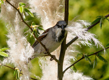 Close-up of bird perching on branch