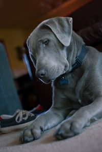 Close-up of dog relaxing
