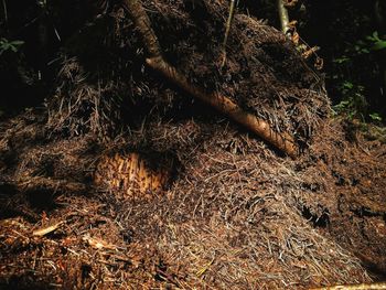 Close-up of tree trunk in forest