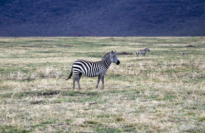 Wildlife africa tanzania