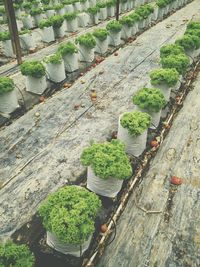 Plants growing on footpath