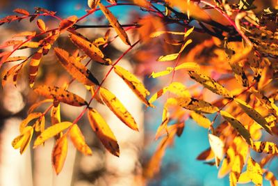 Close-up of autumn tree against sky