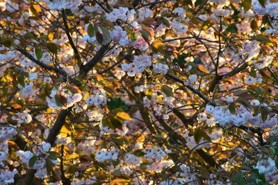 Low angle view of cherry blossom tree