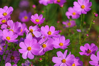 Close-up of pink flowering plants