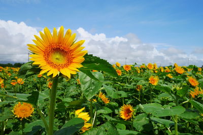 Close-up of sunflower on field against sky