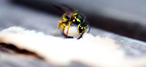 Close-up of bee