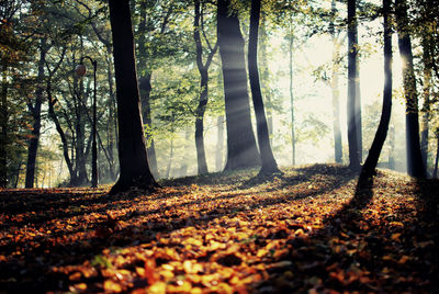 Trees in forest