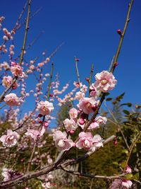 Low angle view of pink flowers on branch