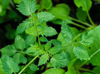 Close-up of wet plant leaves