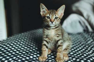 Portrait of kitten relaxing on bed