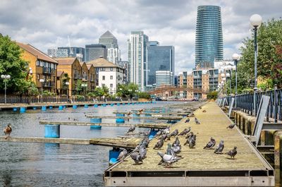 Birds by river in city against sky