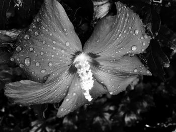 Close-up of wet day lily blooming outdoors