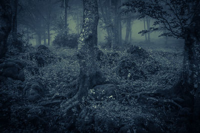 View of trees in forest