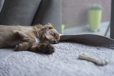 Close-up of cat sleeping at home