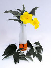 Close-up of yellow flowers against white background