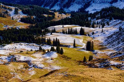 Pine trees in forest during winter