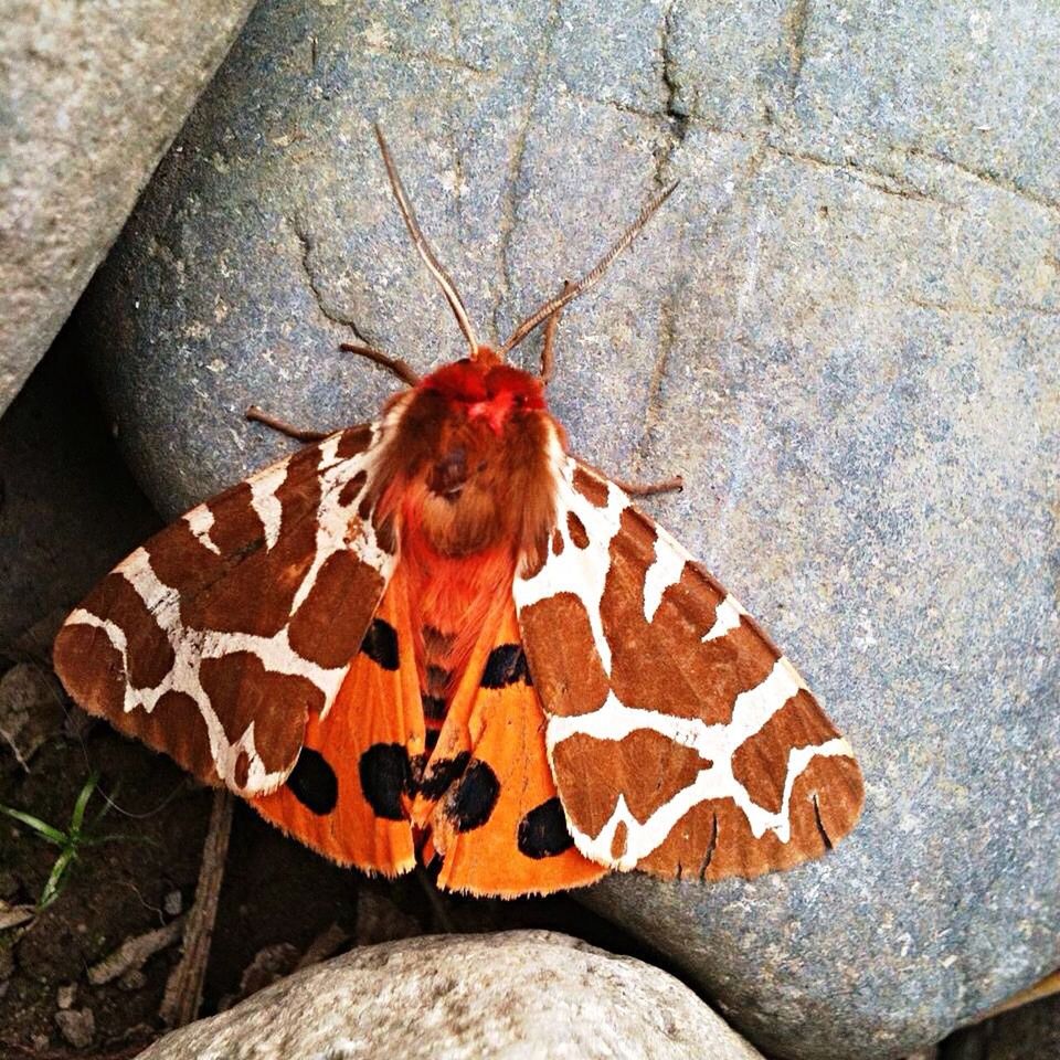 Moths of BC