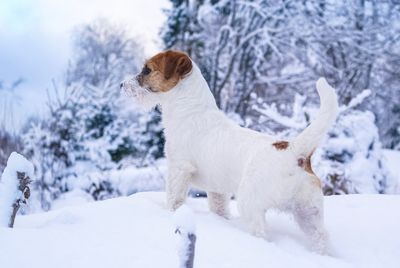 Dog on snow covered land