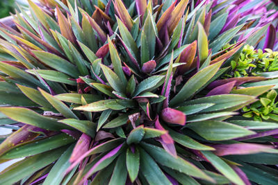 Full frame shot of succulent plant