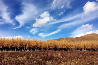 Scenic view of agricultural field against sky