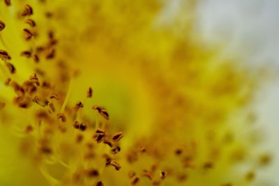 Close-up of yellow flower