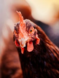 Close-up of a bird... these eyes thought