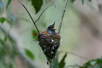 Close-up of bird perching in nest